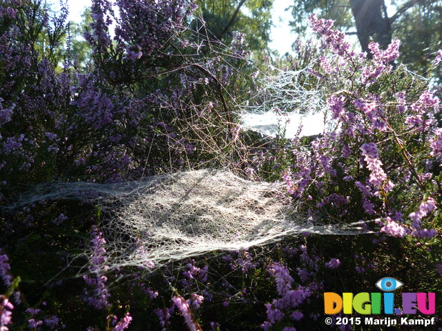 FZ020329 Dew on spiderwebs in heather (Calluna vulgaris)